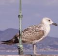 Go�land - Oiseau