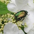 Cétoine dorée - Cetonia aurata