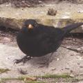 Merle noir - Oiseau