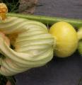 Potiron - Cucurbita maxima