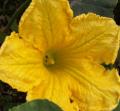Potiron - Cucurbita maxima