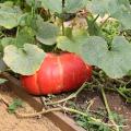 Potiron - Cucurbita maxima