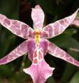 Miltassia - Orchid�e