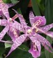 Miltassia - Orchid�e