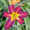 H�m�rocalle - Hemerocallis