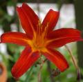 H�m�rocalle - Hemerocallis