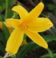 H�m�rocalle - Hemerocallis