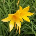 H�m�rocalle - Hemerocallis