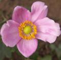An�mone du Japon - Anemona  japonica 