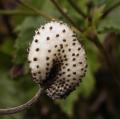 Anémone du Japon - Anemona japonica