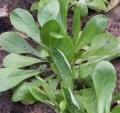 M�che - Doucette - Salade  