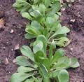 M�che - Doucette - Salade  