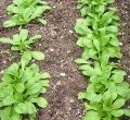M�che - Doucette - Salade  