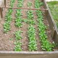 M�che - Doucette - Salade  