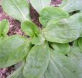 M�che - Doucette - Salade  