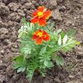 Oeillet d'inde - Tagetes patula