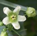 Bryone - Bryonia dioica