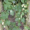 Bryone - Bryonia dioica