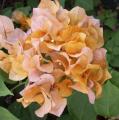 Bougainvill�e - Bougainvillea - Bougainvillier