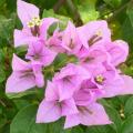 Bougainvill�e - Bougainvillea - Bougainvillier