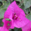 Bougainvill�e - Bougainvillea - Bougainvillier