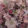 Heuch�re pourpre - Heuchera micrantha 'Palace Purple'