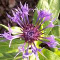 Centaur�e - Bleuet - Centaurea 