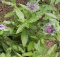 Centaurée - Bleuet - Centaurea