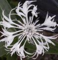 Centaurée - Bleuet - Centaurea