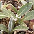 Centaurée - Bleuet - Centaurea