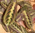 Maranta leuconeura - Dormeuse