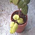 Framboise - Rubus idaeus