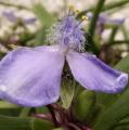 Tradescantia x andersoniana - Eph�m�re de Virginie