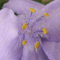 Tradescantia x andersoniana - Ephémère de Virginie