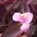 Mis�re pourpre - Setcreasea purpurea - Tradescantia pallida 'Purpurea'
