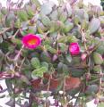 Quelques conseils pour débutantes: ( jardinage ) 168_pourpier_a_grandes_fleurs_portulaca_grandiflora-2