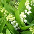 Muguet - Convallaria majalis