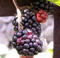 M�re - Rubus fruticosus 