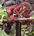 M�re - Rubus fruticosus 