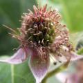 M�re - Rubus fruticosus 