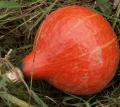 Potimarron