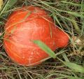 Potimarron