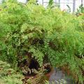 Capillaire - Cheveu-de-V�nus - Adiantum raddianum - Foug�re