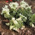 Pieris japonica 'Little Heath' - Androm�de