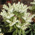 Pieris japonica 'Little Heath' - Androm�de