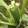Courgette