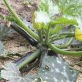 Courgette