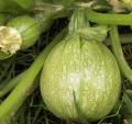 Courgette Ronde de Nice