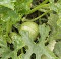 Courgette Ronde de Nice