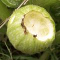 Courgette Ronde de Nice